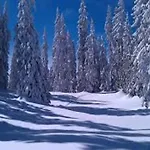 Waldhaus * Sankt Martin am Tennengebirge